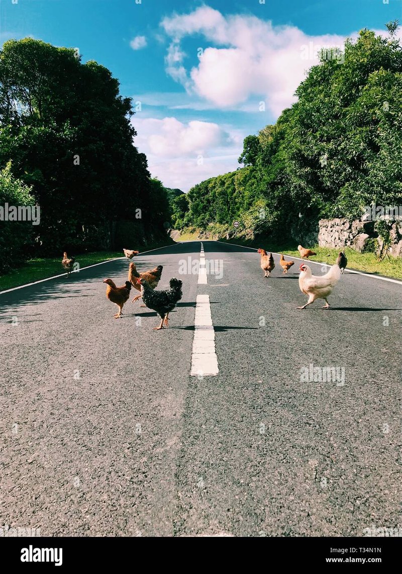 Descubre el Misterio de la Ruta del Pollo en Casinos de España - overview